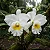 Orquídea Cattleya Pastoral Innocence x Self - Imagem 4