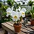 Orquídea Cattleya Pastoral Innocence x Self - Imagem 3