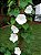 Ipoméia Branca - Ipomoea Alba - Imagem 4