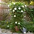 Ipoméia Branca - Ipomoea Alba - Imagem 1