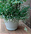Euphorbia Hip Hop - Imagem 9