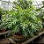 Guaimbê - Philodendron bipinnatifidum - Imagem 4