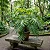 Guaimbê - Philodendron bipinnatifidum - Imagem 5