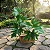 Guaimbê - Philodendron bipinnatifidum - Imagem 3