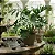 Guaimbê - Philodendron bipinnatifidum - Imagem 1