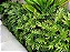 Guaimbê - Philodendron bipinnatifidum - Imagem 5
