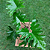 Guaimbê - Philodendron bipinnatifidum - Imagem 2