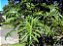Guaimbê - Philodendron bipinnatifidum - Imagem 6