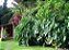 Guaimbê - Philodendron bipinnatifidum - Imagem 4