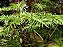 Guaimbê - Philodendron bipinnatifidum - Imagem 3
