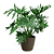 Guaimbê - Philodendron bipinnatifidum - Imagem 1