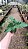 Guaimbê - Philodendron bipinnatifidum - Imagem 7