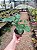 Guaimbê - Philodendron bipinnatifidum - Imagem 8