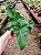 Guaimbê - Philodendron bipinnatifidum - Imagem 9