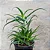 Babosa - Aloe arborescens - Imagem 1
