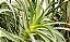Babosa - (Promoção) Aloe arborescens - Imagem 2