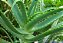 Babosa - (Promoção) Aloe arborescens - Imagem 1