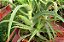 Babosa - (Promoção) Aloe arborescens - Imagem 3