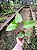Planta Antúrio Felicita - Anthurium Adraeanum Felicita - Imagem 9
