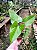 Planta Antúrio Felicita - Anthurium Adraeanum Felicita - Imagem 2