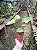 Planta Antúrio Felicita - Anthurium Adraeanum Felicita - Imagem 7