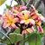 Jasmim Manga Salmão - Plumeria - Imagem 1