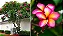 Jasmim Manga Salmão - Plumeria - Imagem 8