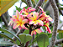 Jasmim Manga Salmão - Plumeria - Imagem 2