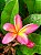 Jasmim Manga Salmão - Plumeria - Imagem 6