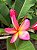 Jasmim Manga Salmão - Plumeria - Imagem 3