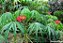 Merthiolate - Jatropha multifida - Imagem 4