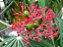 Merthiolate - Jatropha multifida - Imagem 1