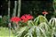 Merthiolate - Jatropha multifida - Imagem 3