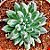 Suculenta Diamante - Pachyphytum compactum - Imagem 4