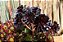 Aeonium Arboreum 'Artropurpureum' - Rosa Negra - Imagem 3