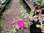 Onze Horas Variegata - Portulaca Variegata - Imagem 4