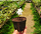 Mini Gardênia - PERFUMADA Gardenia Augusta Rasteira - Imagem 5