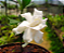 Mini Gardênia - PERFUMADA Gardenia Augusta Rasteira - Imagem 4