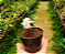 Mini Gardênia - PERFUMADA Gardenia Augusta Rasteira - Imagem 6