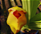 Anguloa brevilabris ('Orquídea Bebê No Berço') - Imagem 9