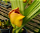 Anguloa brevilabris ('Orquídea Bebê No Berço') - Imagem 10