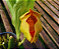 Anguloa brevilabris ('Orquídea Bebê No Berço') - Imagem 11