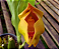 Anguloa brevilabris ('Orquídea Bebê No Berço') - Imagem 12