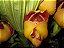 Anguloa brevilabris ('Orquídea Bebê No Berço') - Imagem 1