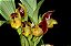 Anguloa brevilabris ('Orquídea Bebê No Berço') - Imagem 2