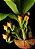 Anguloa brevilabris ('Orquídea Bebê No Berço') - Imagem 4