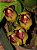 Anguloa brevilabris ('Orquídea Bebê No Berço') - Imagem 5