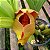 Anguloa brevilabris ('Orquídea Bebê No Berço') - Imagem 7