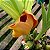 Anguloa brevilabris ('Orquídea Bebê No Berço') - Imagem 8