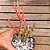 Palito de fogo - Euphorbia tirucalli 'Sticks on Fire' - Imagem 1